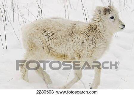 Dall sheep (ovis dalli) yukon wildlife preserve; Yukon canada View Large Photo Image Stock Image - Dall sheep (ovis dalli) yukon wildlife preserve; Yukon canada. Fotosearch