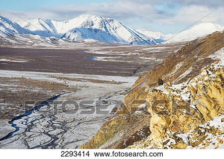 Picture - Golden eagle (aquila chrysaetos) sits on a cliff overlooking a river bed in denali national park; Alaska united states of america. Fotosearch