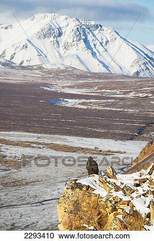 Golden eagle (aquila chrysaetos) sits on a cliff overlooking a river bed in denali national park; Alaska united states of america View Large Photo Image Stock Image - Golden eagle (aquila chrysaetos) sits on a cliff overlooking a river bed in denali national park; Alaska united states of america. Fotosearch