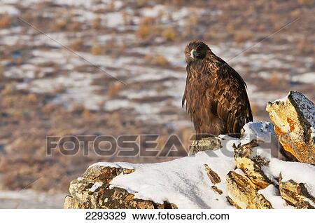 Stock Photo - Golden eagle (aquila chrysaetos) sits on a cliff overlooking river bed in denali national park; Alaska united states of america. Fotosearch