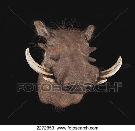 Head of a warthog (phacochoerus africanus) View Large Photo Image Stock Image - Head of a warthog (phacochoerus africanus). Fotosearch