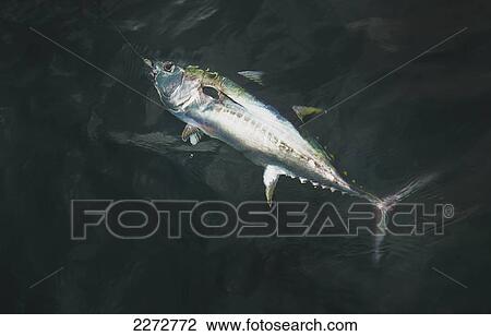 Hooked fish in water; Boston massachusetts united states of america View Large Photo Image Stock Image - Hooked fish in water; Boston massachusetts united states of america. Fotosearch