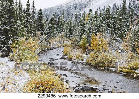 Stock Photograph - Igloo creek with snow and autumn colors in denali national park; Alaska united states of america. Fotosearch