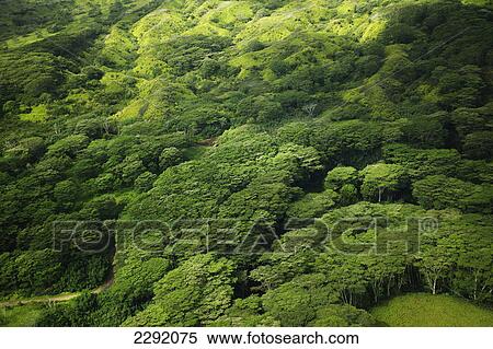 Lush tree tops in a forest; Hawaii united states of america View Large Photo Image Stock Photography - Lush tree tops in a forest; Hawaii united states of america. Fotosearch