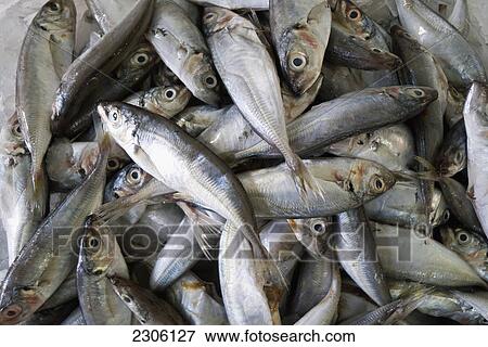 Stock Photo - Mackerel at the fish market; Caldas da rainha portugal. Fotosearch