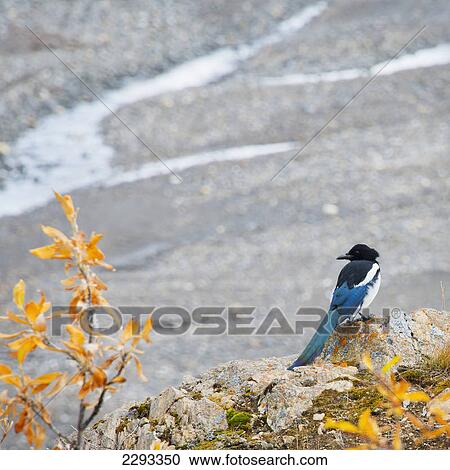 Magpie (pica) sits on a cliff overlooking a river in denali national park in autumn; Alaska united states of america View Large Photo Image Stock Image - Magpie (pica) sits on a cliff overlooking a river in denali national park in autumn; Alaska united states of america. Fotosearch