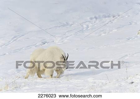 Mountain goat (oreamnos americanus); Yukon canada View Large Photo Image Stock Image - Mountain goat (oreamnos americanus); Yukon canada. Fotosearch