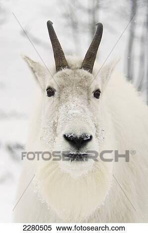 Stock Photography - Mountain goat (oreamnos americanus); Yukon canada. Fotosearch
