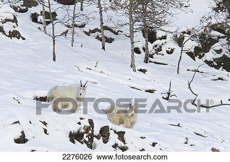Stock Photograph - Mountain goats (oreamnos americanus); Yukon canada. Fotosearch