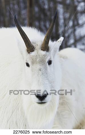 Mountain goats (oreamnos americanus); Yukon canada View Large Photo Image Stock Photography - Mountain goats (oreamnos americanus); Yukon canada. Fotosearch