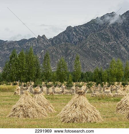 Stock Photo - Numerous piles of hay in a field; Lhasa xizang china. Fotosearch