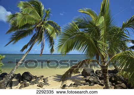 Palm trees on the shore by the ocean against a blue sky; Hawaii united states of america View Large Photo Image Stock Photography - Palm trees on the shore by the ocean against a blue sky; Hawaii united states of america. Fotosearch