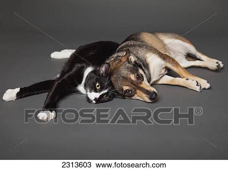 Stock Image - Portrait of a dog and cat laying together on a grey background; Edmonton alberta canada. Fotosearch