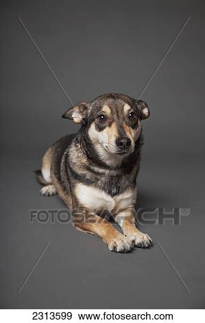Stock Photo - Portrait of a dog on a grey background; Edmonton alberta canada. Fotosearch