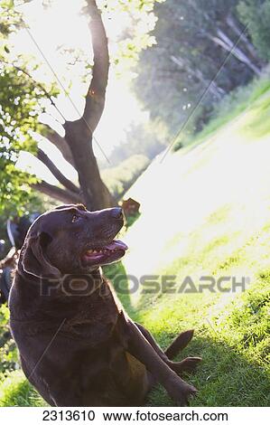 Stock Image - Portrait of a dog sitting on the grass by a tree on a sunny day; Parkland county alberta canada. Fotosearch