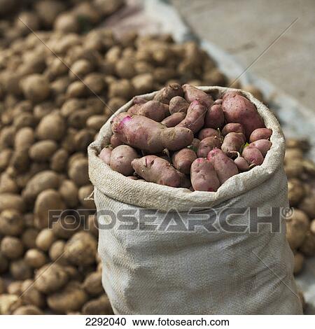 Potatoes in bags; Lhasa xizang china View Large Photo Image Stock Image - Potatoes in bags; Lhasa xizang china. Fotosearch