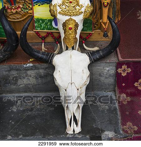 Stock Photo - Skull of an animal head on a step; Lhasa xizang china. Fotosearch