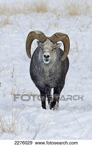Stone sheep (ovis dalli stonei); Yukon wildlife preserve View Large Photo Image Stock Photo - Stone sheep (ovis dalli stonei); Yukon wildlife preserve. Fotosearch