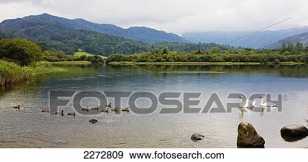 Swans and ducks swimming in a lake; Langdale lake district cumbria england View Large Photo Image Stock Photo - Swans and ducks swimming in a lake; Langdale lake district cumbria england. Fotosearch