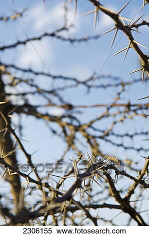 Thorns on bush branches; Pozos guanajuato mexico View Large Photo Image Stock Photography - Thorns on bush branches; Pozos guanajuato mexico. Fotosearch