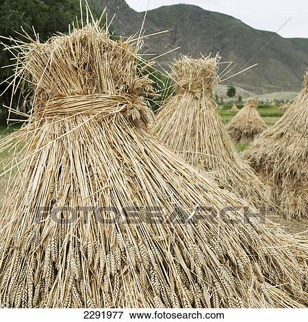 Wheat bundled in a field; Xizang china View Large Photo Image Stock Photo - Wheat bundled in a field; Xizang china. Fotosearch