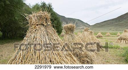 Stock Photo - Wheat bundled in a field; Xizang china. Fotosearch