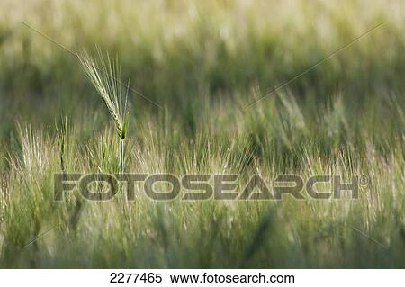 Wheat field; Ontario canada View Large Photo Image Stock Photography - Wheat field; Ontario canada. Fotosearch