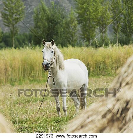 White horse in a field; Lhasa xizang china View Large Photo Image Stock Image - White horse in a field; Lhasa xizang china. Fotosearch