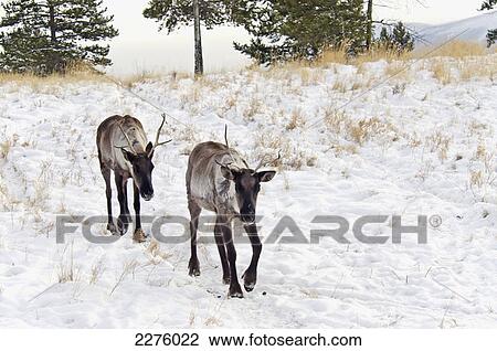 Stock Image - Woodland caribou (rangifer tarandus caribou); Yukon wildlife preserve. Fotosearch