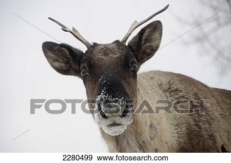 Woodland caribou (rangifer tarandus caribou) yukon wildlife preserve; Yukon canada View Large Photo Image Stock Photo - Woodland caribou (rangifer tarandus caribou) yukon wildlife preserve; Yukon canada. Fotosearch