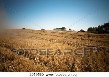 2 Combines And Two Large Grain Trucks Spread Out In Field, Redvers, Saskatchewan, Canada View Large Photo Image Stock Image - 2 Combines And Two Large Grain Trucks Spread Out In Field, Redvers, Saskatchewan, Canada. Fotosearch