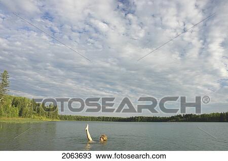 Stock Image - 45 Year Old Woman Swimming In Katherine Lake. No Motor Boats Allowed.; Canada, Manitoba, Riding Mountain National Park. Fotosearch