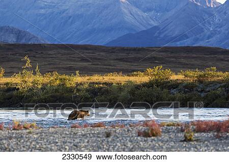 A bear in noatak river brooks range gates of the arctic national park northwestern alaska; Alaska united states of america View Large Photo Image Stock Photo - A bear in noatak river brooks range gates of the arctic national park northwestern alaska; Alaska united states of america. Fotosearch