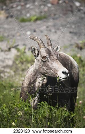 Stock Image - A bighorn sheep (ovis canadensis) grazing; Cadomin alberta canada. Fotosearch