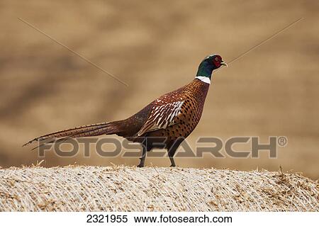 Stock Photography - A Bird Standing On Top Of A Hay Bale; Northumberland England. Fotosearch