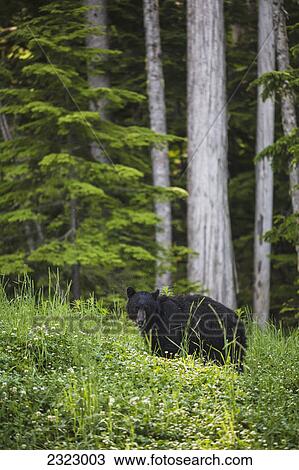 A black bear (ursus americanus) feeding on clover with cedar trees in the background; British columbia canada View Large Photo Image Stock Image - A black bear (ursus americanus) feeding on clover with cedar trees in the background; British columbia canada. Fotosearch