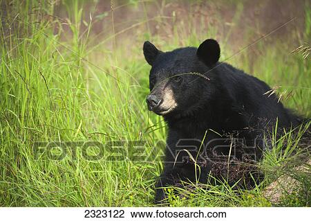 A black bear (ursus americanus) reclining in long grass; Blue river british columbia canada View Large Photo Image Stock Image - A black bear (ursus americanus) reclining in long grass; Blue river british columbia canada. Fotosearch