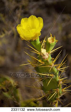 A blossoming yellow flower on a cactus plant; Alicante spain View Large Photo Image Stock Image - A blossoming yellow flower on a cactus plant; Alicante spain. Fotosearch