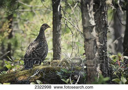 Stock Photo - A blue grouse (dendragapus) in a pine forest; British columbia canada. Fotosearch