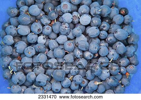 A bowl of blueberries; Alaska united states of america View Large Photo Image Stock Image - A bowl of blueberries; Alaska united states of america. Fotosearch