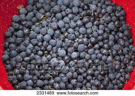 Stock Photo - A bowl of blueberries; Alaska united states of america. Fotosearch