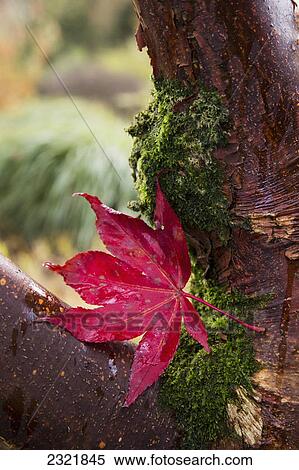 A Bright Red Maple Leaf Resting On A Tree Branch; Northumberland England View Large Photo Image Stock Photography - A Bright Red Maple Leaf Resting On A Tree Branch; Northumberland England. Fotosearch