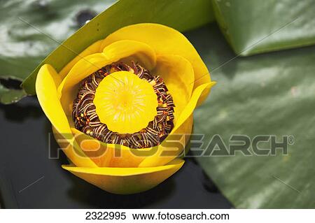A bright yellow cow lily (nuphar lutea) floating in a pond at brohm lake interpretive forest; British columbia canada View Large Photo Image Stock Photography - A bright yellow cow lily (nuphar lutea) floating in a pond at brohm lake interpretive forest; British columbia canada. Fotosearch