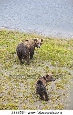 A brown bear cub and its mother look over their shoulders while walking of the bank of horn river at chinitna bay lake clark national park and preserve; Alaska united states of america View Large Photo Image Picture - A brown bear cub and its mother look over their shoulders while walking of the bank of horn river at chinitna bay lake clark national park and preserve; Alaska united states of america. Fotosearch