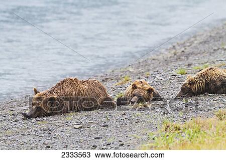 Stock Image - A brown bear family rests on the gravel beach of the horn river while waiting for salmon to appear at chinitna bay lake clark national park and preserve; Alaska united states of america. Fotosearch