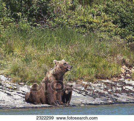 Stock Photo - A brown bear (ursus arctos) and her cubs sit by the river's edge; Alaska united states of america. Fotosearch
