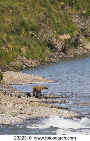 A brown bear (ursus arctos) and her two cubs walking together at the water's edge; Alaska united states of america View Large Photo Image Stock Image - A brown bear (ursus arctos) and her two cubs walking together at the water's edge; Alaska united states of america. Fotosearch