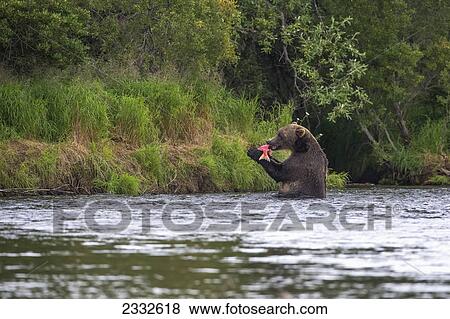 A brown bear (ursus arctos) catches a sockeye salmon in a small stream in katmai national park; Alaska united states of america View Large Photo Image Stock Photo - A brown bear (ursus arctos) catches a sockeye salmon in a small stream in katmai national park; Alaska united states of america. Fotosearch