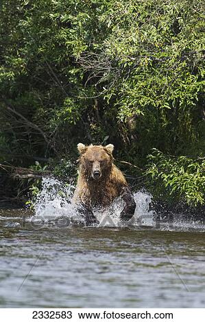 A brown bear (ursus arctos) chases sockeye salmon in a small stream in katmai national park; Alaska united states of america View Large Photo Image Stock Image - A brown bear (ursus arctos) chases sockeye salmon in a small stream in katmai national park; Alaska united states of america. Fotosearch