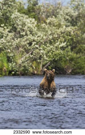 A brown bear (ursus arctos) chases sockeye salmon in a small stream in katmai national park; Alaska united states of america View Large Photo Image Stock Image - A brown bear (ursus arctos) chases sockeye salmon in a small stream in katmai national park; Alaska united states of america. Fotosearch